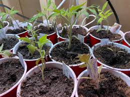Image result for tomato seedling damping off