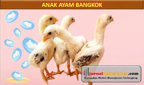 Kerapatan tulang sangat berpengaruh terhadap kekuatan dan kelincahan ayam bangkok. Anak Ayam Bangkok Ciri Harga Dan Cara Merawatnya Suara Bamega Online
