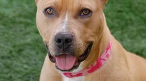 Critter Corner: Pit Bulls can be successful with proper training