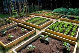 Best Veggie Patch Design Google Search Vegetable Garden Design Backyard Vegetable Gardens Garden Layout Vegetable