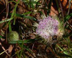 Image result for Dicoma anomala