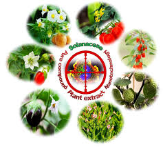 Image result for Solanaceae