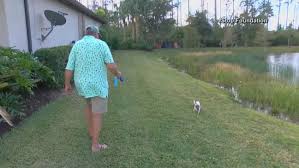 Fluff animal rescue exists to help find homes for homeless pets, to educate & create community awareness and to reduce the overpopulation of animals in shelters Florida Man Rescues Puppy From Jaws Of Small Alligator Wjar