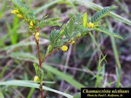 Image result for Chamaecrista grantii
