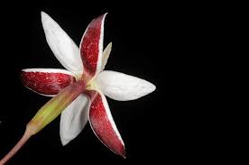 Image result for Hesperantha ballii