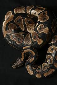 Awesome Regular Ball Python Baby Ball Python Cute Reptiles Ball Python