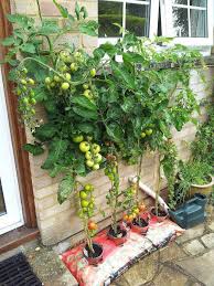 Loading Vegetable Garden Design Vertical Vegetable Garden Plants