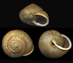 Image result for Pycnostachys orthodonta