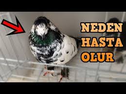 Yavru Guvercinleri Yeme Alistirma Youtube