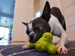 Can Dog Toys And Grooming Products By Hartz Withstand A Summer Day With Ace