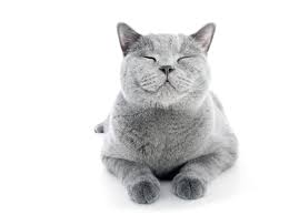 Can Cats Smile Bbc Science Focus Magazine