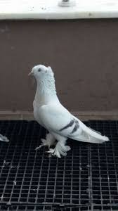 Mehmet Karadaniz Adli Kullanicinin Guvercin Pidgeon Panosundaki Pin Evcil Hayvanlar Guzel Kuslar Hayvanlar