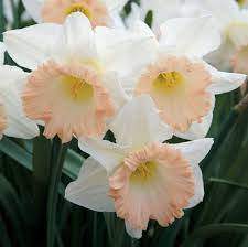 Brent And Becky S Bulbs Daffodil Bulbs Daffodils Bulb Flowers