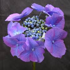 Hydrangea Macrophylla Blaumeise Synonyms Teller Blue Blue Sky Most Hydrangea Experts Agree This Is Hydrangea Macrophylla Hydrangea Garden Macrophylla