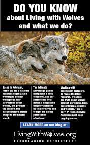 Do You Know About Living With Wolves And What We Do Living With Wolves