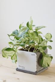 ポトス ステータスの葉の変色とお手入れ uchi de green 観葉植物 葉 ステータス
