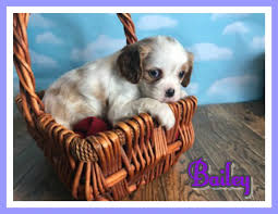 Great dane puppies for sale in ohioselect a breed. Hoobly Pets Cheap Online
