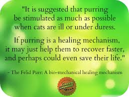 Snuggling up to your furry companion can actually be good for you. What S In A Purr The Healing Power Of Purrs Conscious Companion