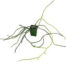 Image result for Cynanchum viminale