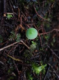 Image result for Ozoroa viridis