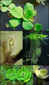 Image result for Pistia