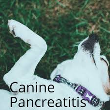 Answers raw pet food and raw goat's milk has been the answers to my prayers and my dogs!!! What Is Canine Pancreatitis Pethelpful