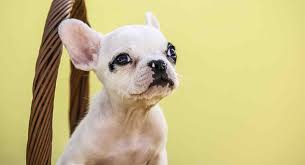 In lighter colored dogs, lighter colored eyes are acceptable. French Bulldog Colors All The Colors A Frenchie Can Have