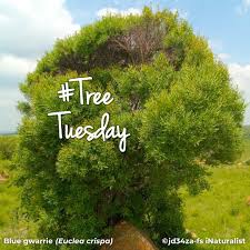 Image result for Scolopia zeyheri