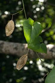 Image result for Cyclantheropsis parviflora
