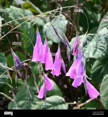 Image result for Dierama parviflorum