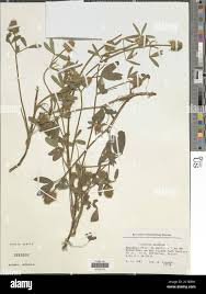 Image result for Trifolium squarrosum