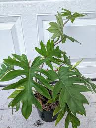 Here are the best indoor philodendron varieties you can grow. Philodendron Mayoi Tahiti Large Plant Philodendron Mayoi Plants Large Plants