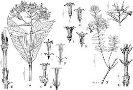 Image result for Gaertnera paniculata