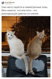 koshki vechno vytvoryayut chto nibud strannoe ne zrya zhe oni stali zvyozdami interneta polzovatel tvittera iz argentiny zapustil vesyolyj tr koshki zhivotnye strana