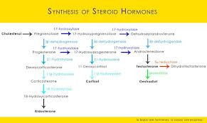 Synthesis Of Steroid Hormones Flow Chart By Creativsis