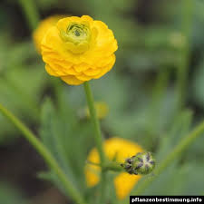 Image result for Ranunculus multifidus