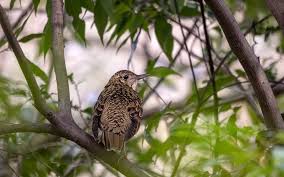 Image result for トラツグミ