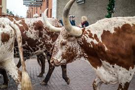 Maybe you would like to learn more about one of these? 5 Things You Must Do When You Visit Fort Worth Texas
