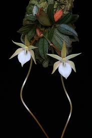 Image result for Aerangis appendiculata