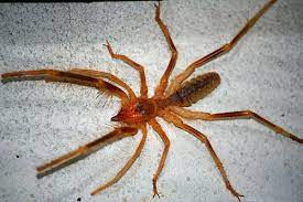 This creature also has pedipalps, which are appendages that sense vibrations and catch prey. Here S Why Camel Spiders Are The Scariest Creatures On Earth Relay Hero