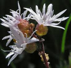 Image result for Rhaptopetalum roseum