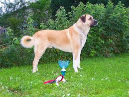 File Varish Berger D Anatolie Kangal Jpeg Kangal Dog Dog Breeds Dogs