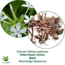 Image result for Plumbago zeylanica