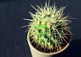 Carefully remove the cactus from the pot while wearing gloves so it doesn't hurt your fingers, then plant it in another pot like how you would when planting any other plants. Is Cactus Soil Ok For Succulents 2021 Best Soil Guide Easy Succulent Care