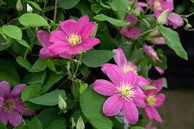 Maybe you would like to learn more about one of these? How To Grow Clematis Rhs Gardening