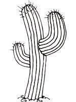 coloriage desert sur top coloriages de parties plantes