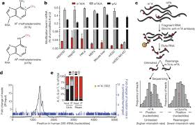 To be purchase througd anh y bookselle directlr or froy m h.m. The Dynamic N1 Methyladenosine Methylome In Eukaryotic Messenger Rna Nature