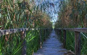Parcul natural comana este unul dintre cele mai atractive obiective din țară și locul care adesea este ales de turiști pentru o escapadă în natură. Parcul Natural Comana