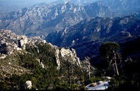 Resultado de imagen de BOSQUE LA CARRASQUETA