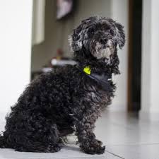 If you have a dog with lympho and your dog is doing well 6 months after diagnosis, you are already beating the curve, since median survival. Life Expectancy Of Hepatocellular Carcinoma In Dogs Liver Tumor Dog Discoveries